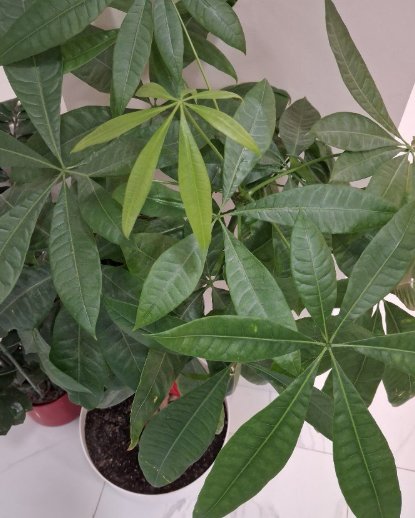 【巴塞罗那】三室一厅阳光房出租（双人床，拎包入住，420€）
