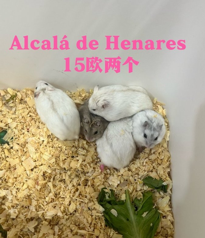 【马德里】出售仓鼠