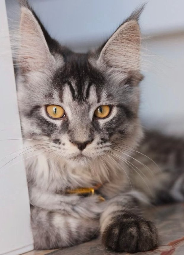 【全意大利】缅因猫（今年已售完，明年见）