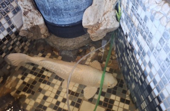 【法兰克福】白金锦鲤出售（35-40cm，价格面议）