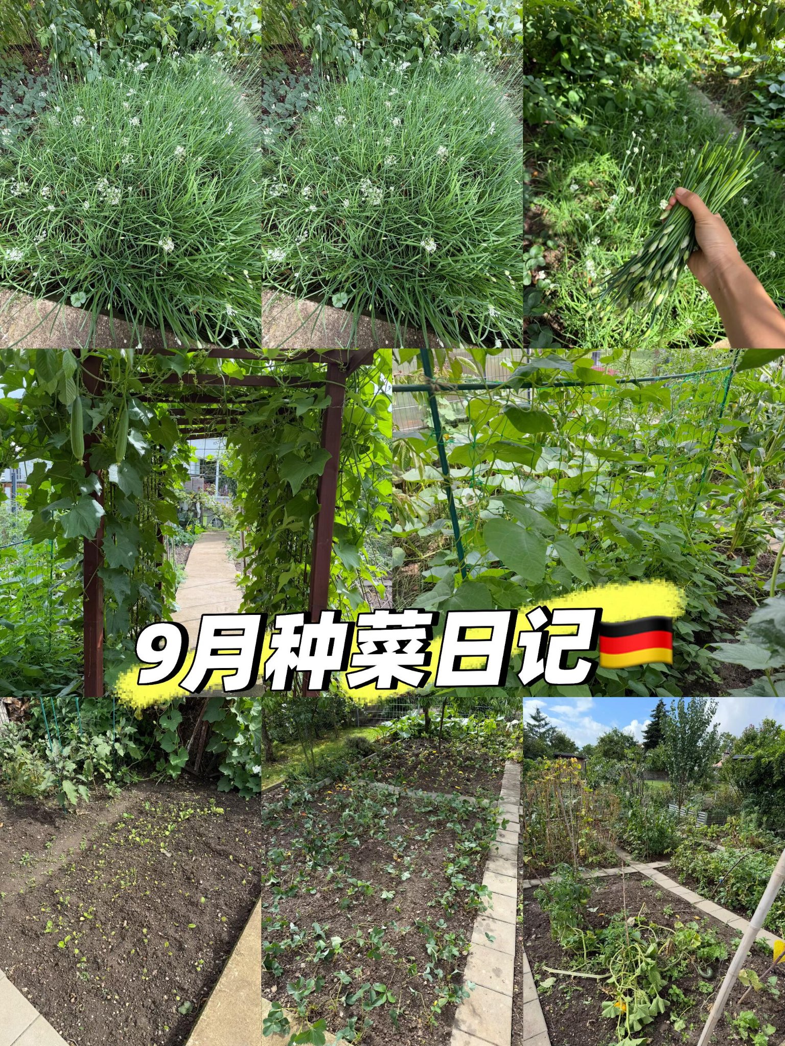 韭菜苔自由｜种菜小白的入门菜，一年四季省心收｜德国种菜日常