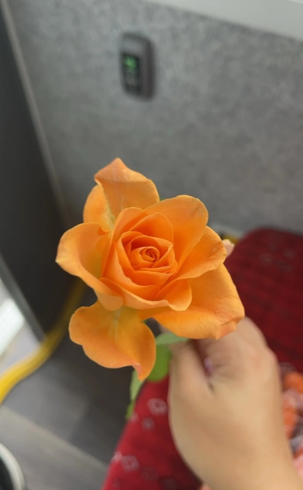 趣事一则：netto送花