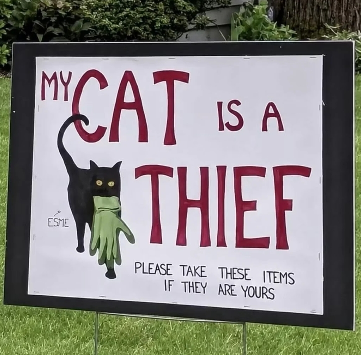 社区神偷竟然是一只黑猫
