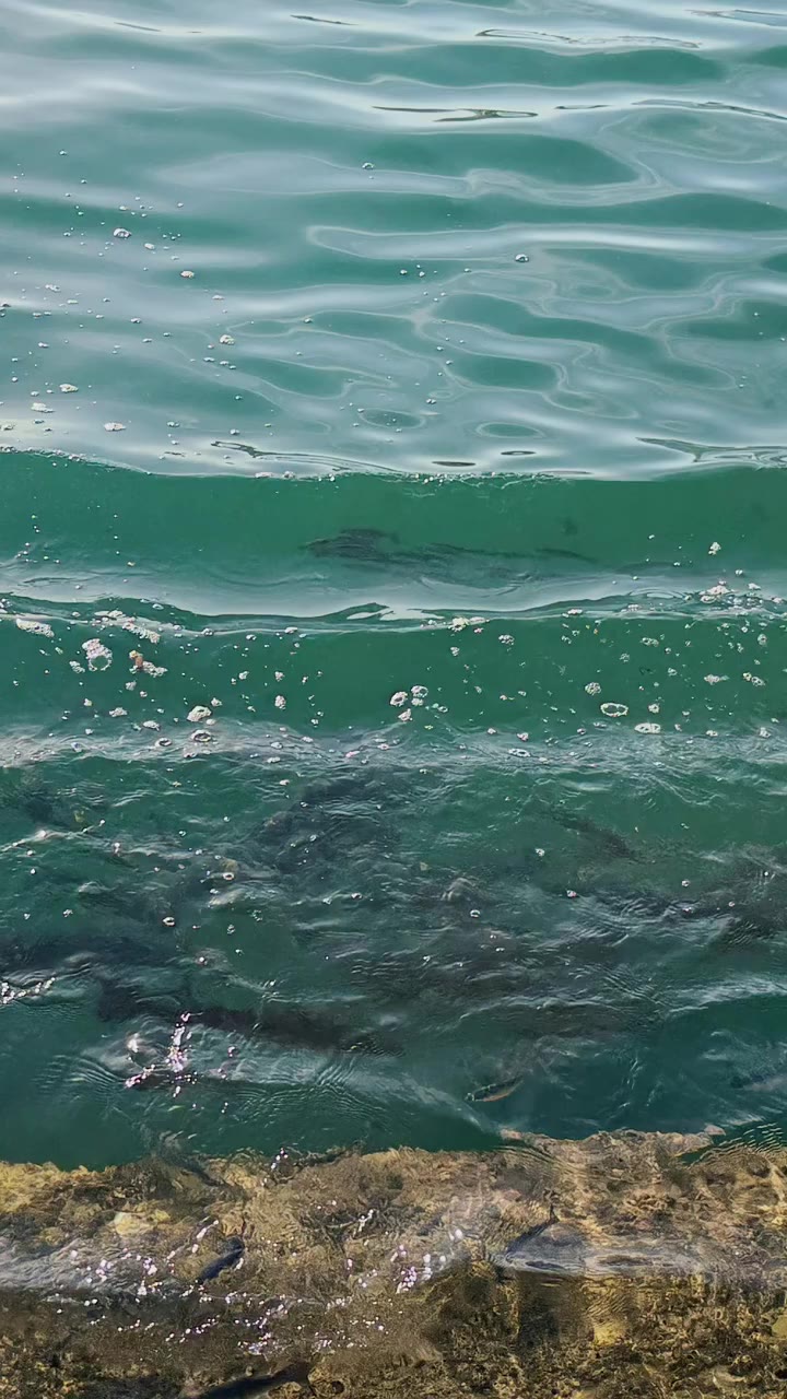 马拉加3天小旅行｜美食吃了，美景看了，海豚也看了