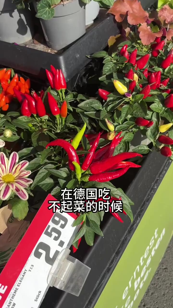 德国的中餐厅是奢侈品专柜｜亚超物价和留学生的乡愁