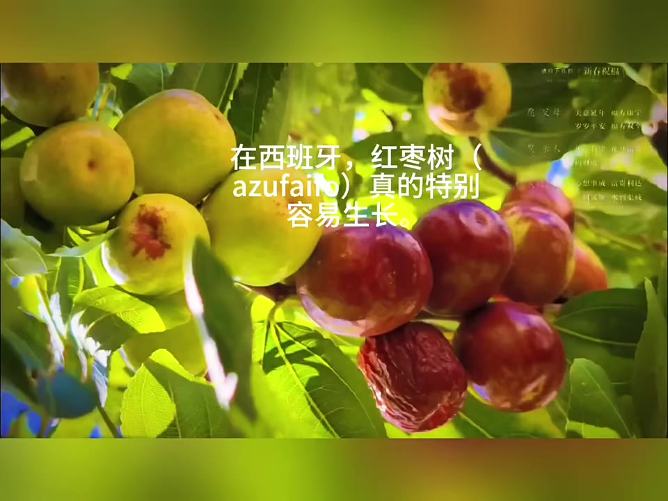 在西班牙种了一棵红枣树，三年就挂满果实｜最朴素的幸福就是坐在树下乘凉