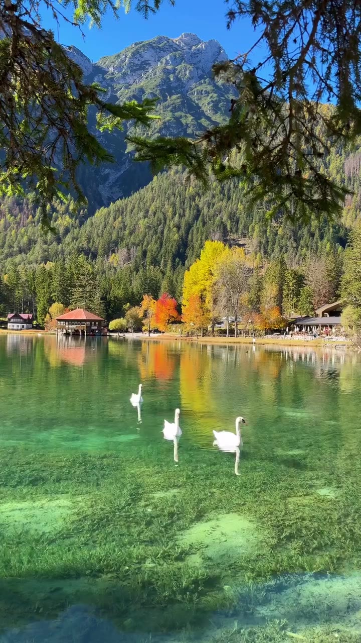 意大利仙境湖泊！天鹅居然是请来的演员🦢