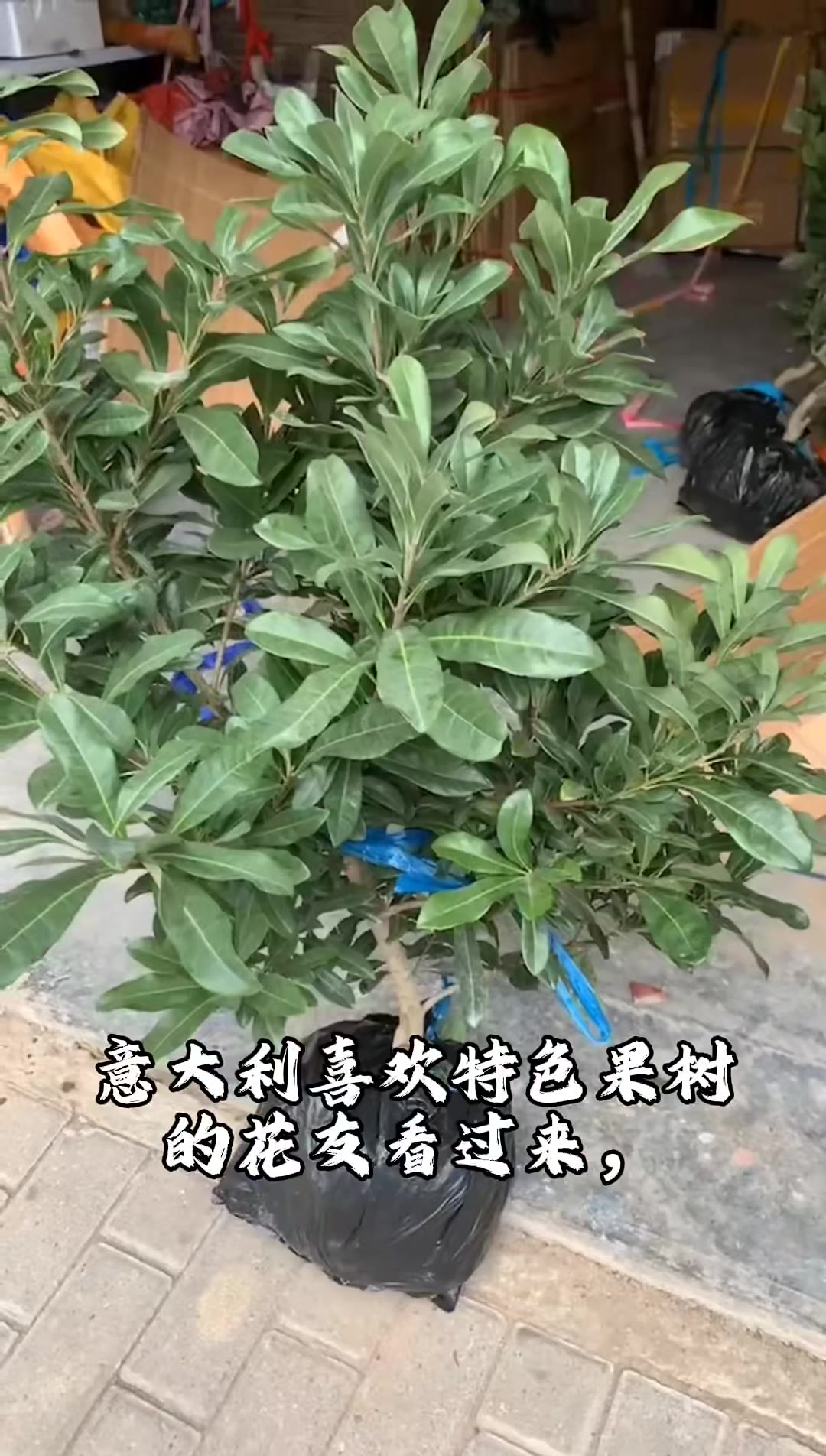 小红书｜杨梅熟了｜意大利也能种杨梅
