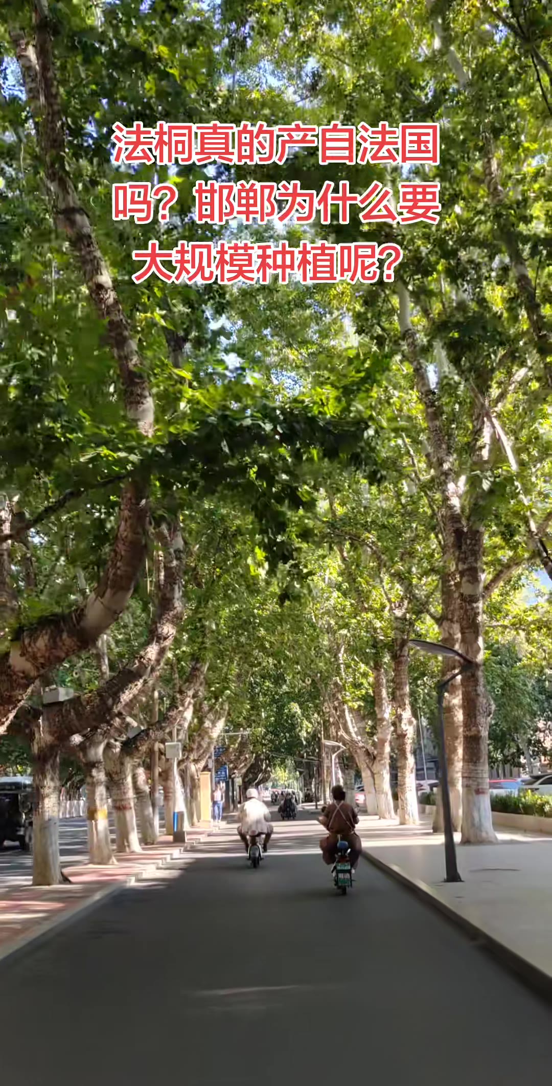 知道吗？邯郸种法桐，其实是跟郑州学的🌳