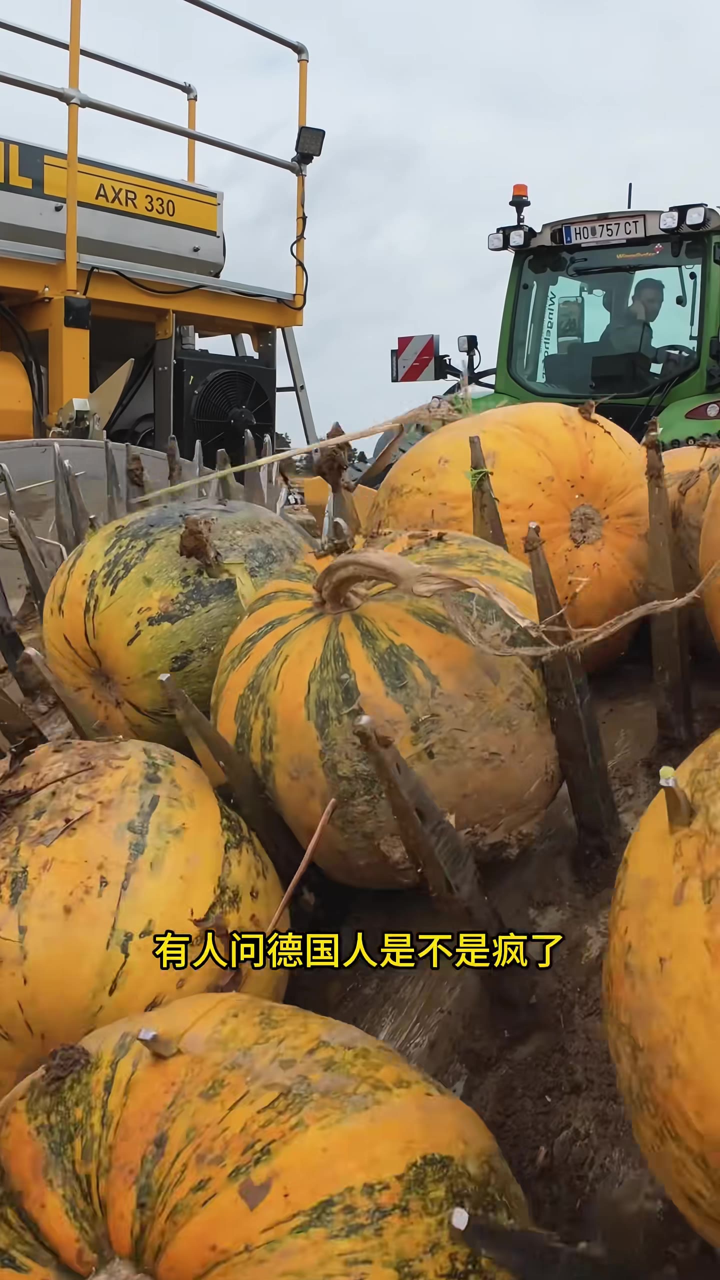 德国农业冷知识｜南瓜子是怎么收的，为什么德国是欧洲重要的南瓜籽产地