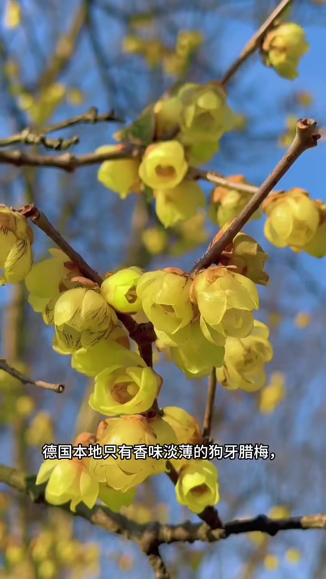 关于“蜡梅”和“腊梅”的说法，在植物学中通常以“蜡梅”为准，不过日常生活中不少人会混用这两个字。