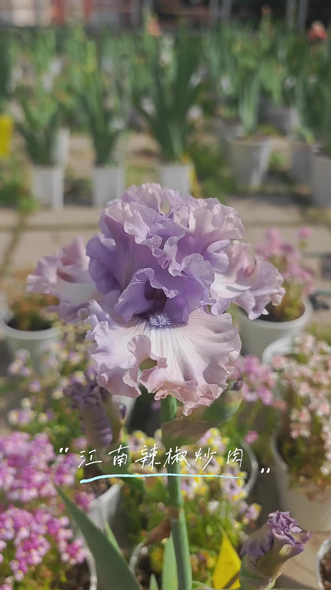 'Blushing Doll'｜温柔的薰衣草烟灰紫，精致高级