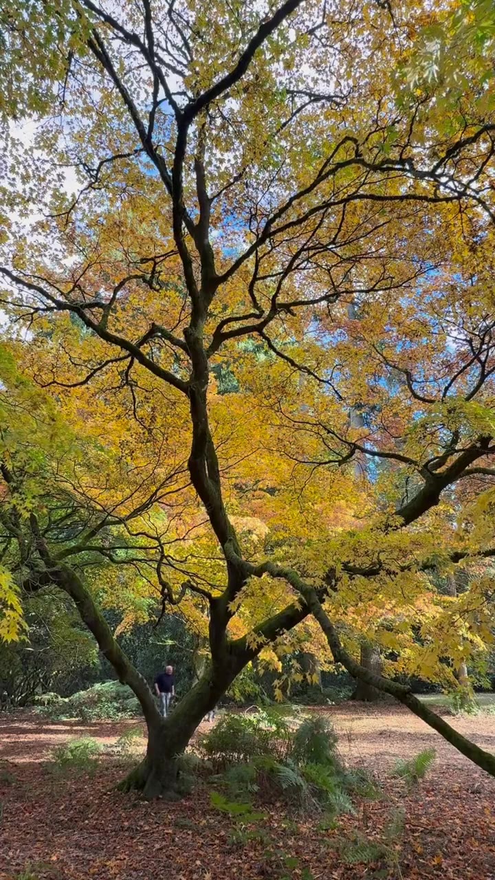 英国秋天的树Westonbirt植物园