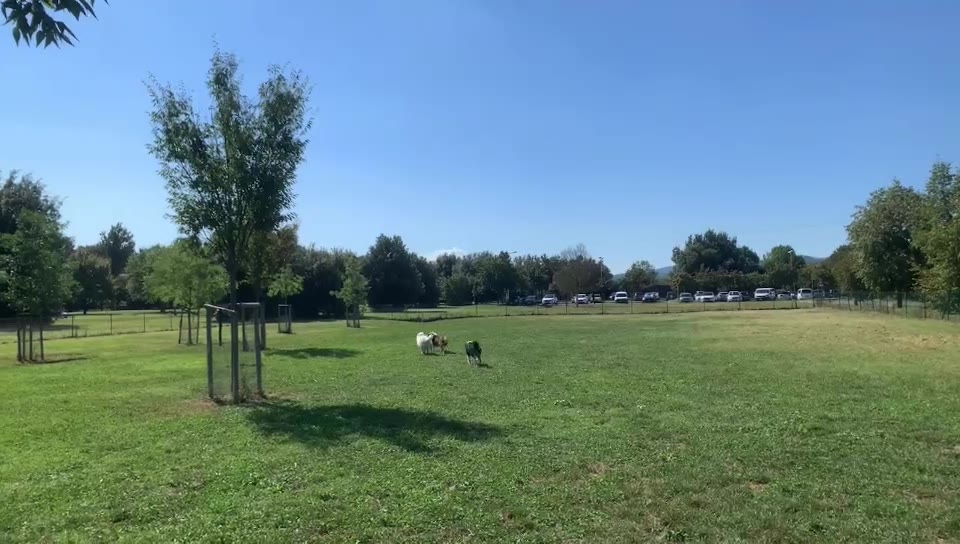 今天跟好朋狗一起玩耍了🐶