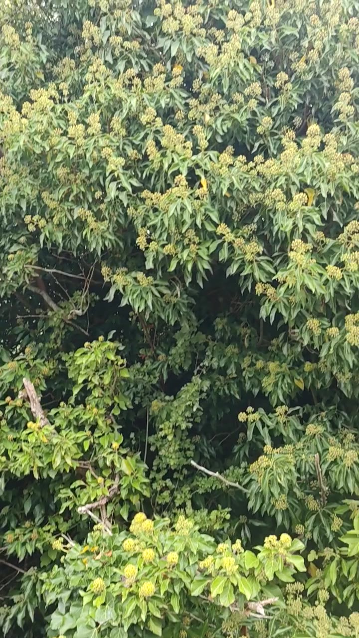 英国秋季自然奇观之一｜buzzing ivy bee，常春藤丛里的“末班蜂”