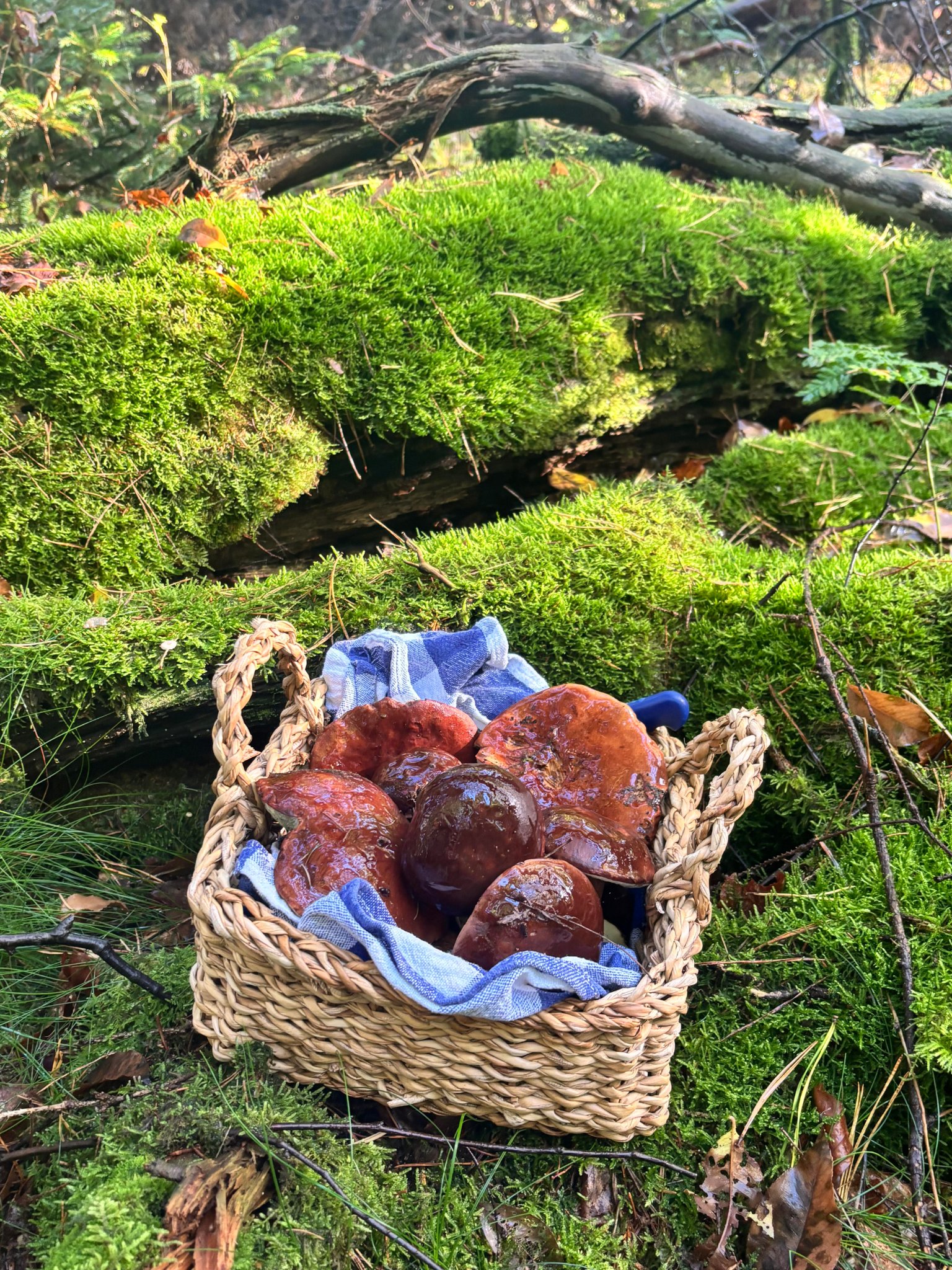 汉堡秋天限定｜实现牛肝菌自由，Rissener Wald亲测好采