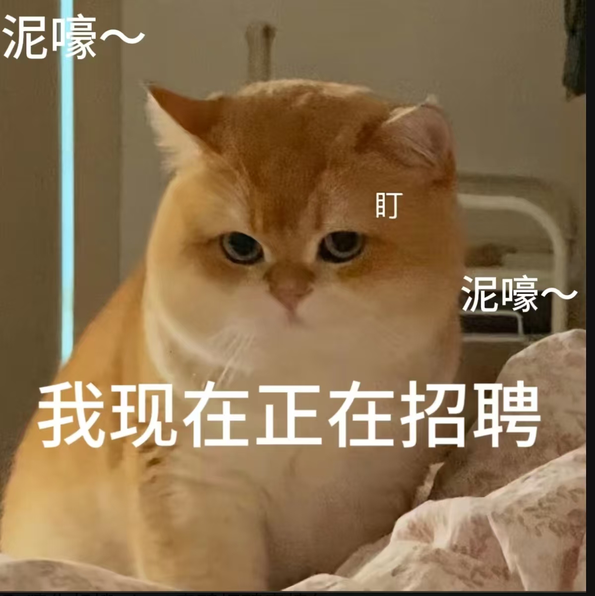 【马德里】男求职（31岁，无居留，可长期）