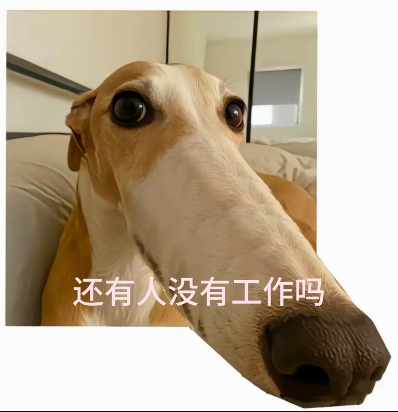 【伦敦N9】北四区招熟手看台（需有身份）
