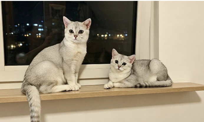 【法兰克福】出售乖巧可爱猫咪
