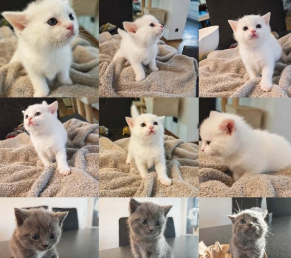 【杜塞尔多夫】英短小奶猫找新家