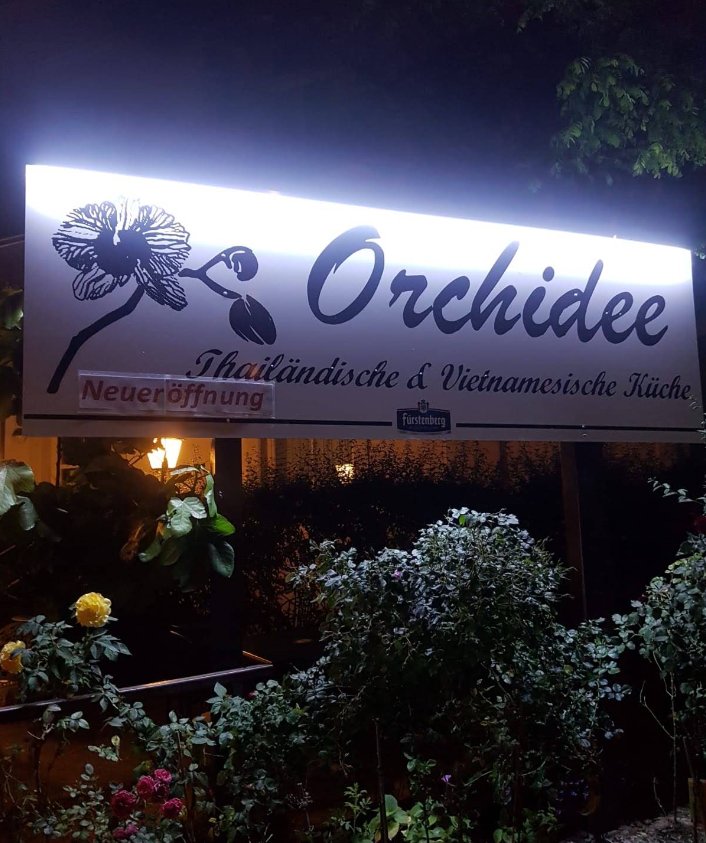 Orchidee