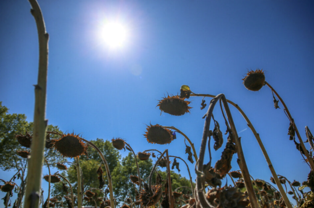 法国9月初将迎反常高温：西南部或逼近40°C，气候变化致热浪季节拉长