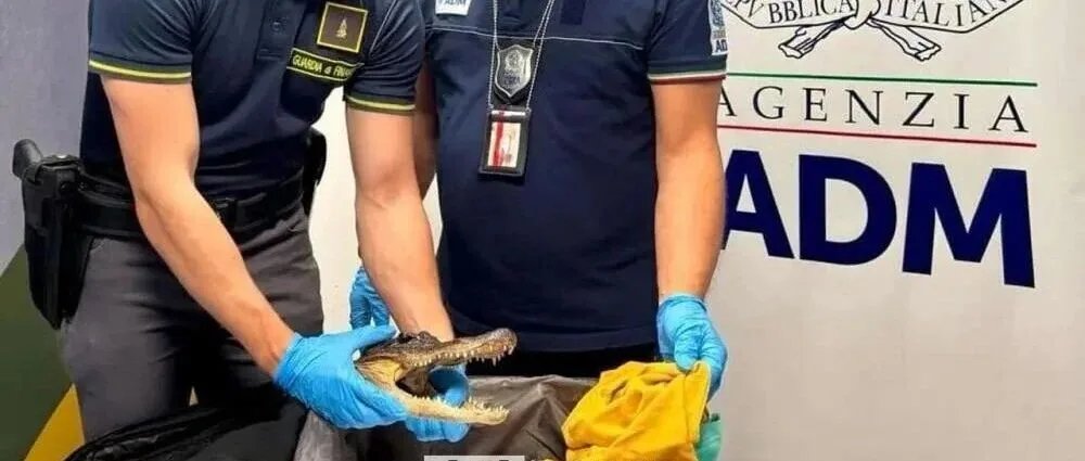 意大利男子携鳄鱼头回国被查，面临最高20万欧元罚款及监禁